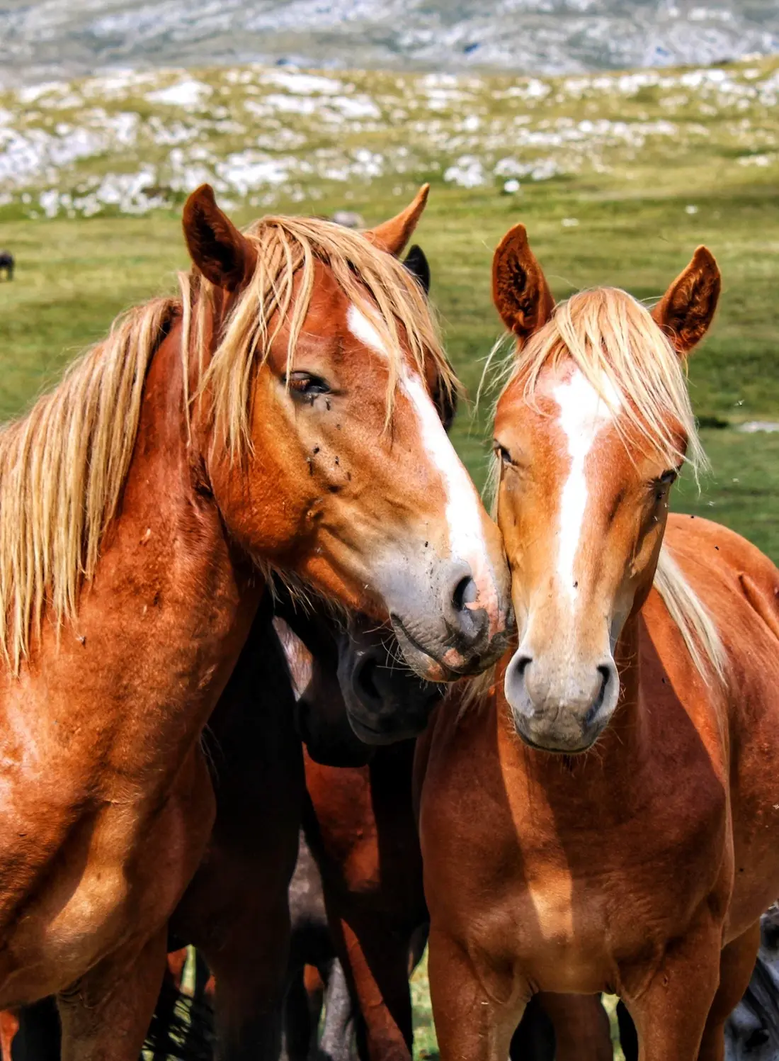 Wild Horses of Cincar Mountain