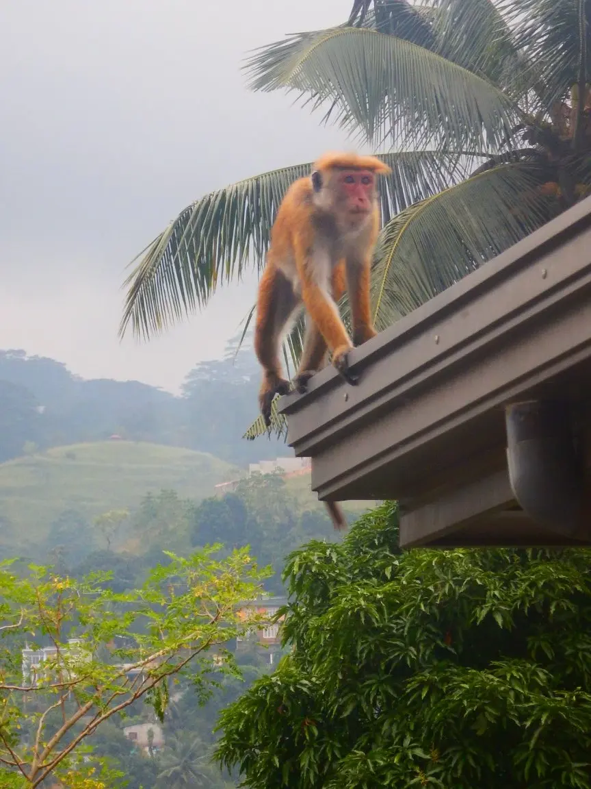 Šri Lanka/M. Bobić