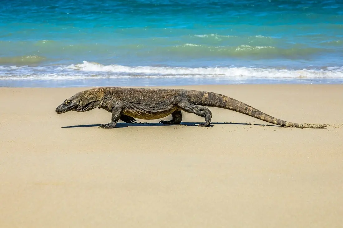 Komodo ostrvo/Unsplash.com