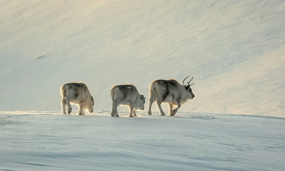 Svalbard/Unsplash.com