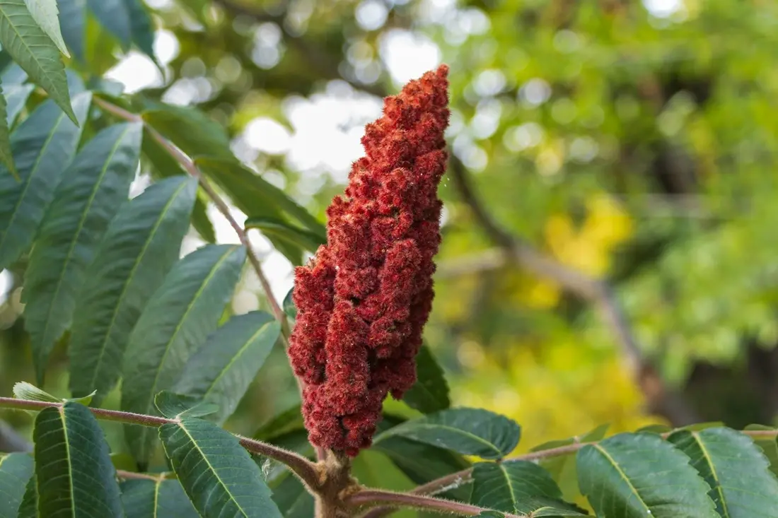 Sumac/Unsplash.com