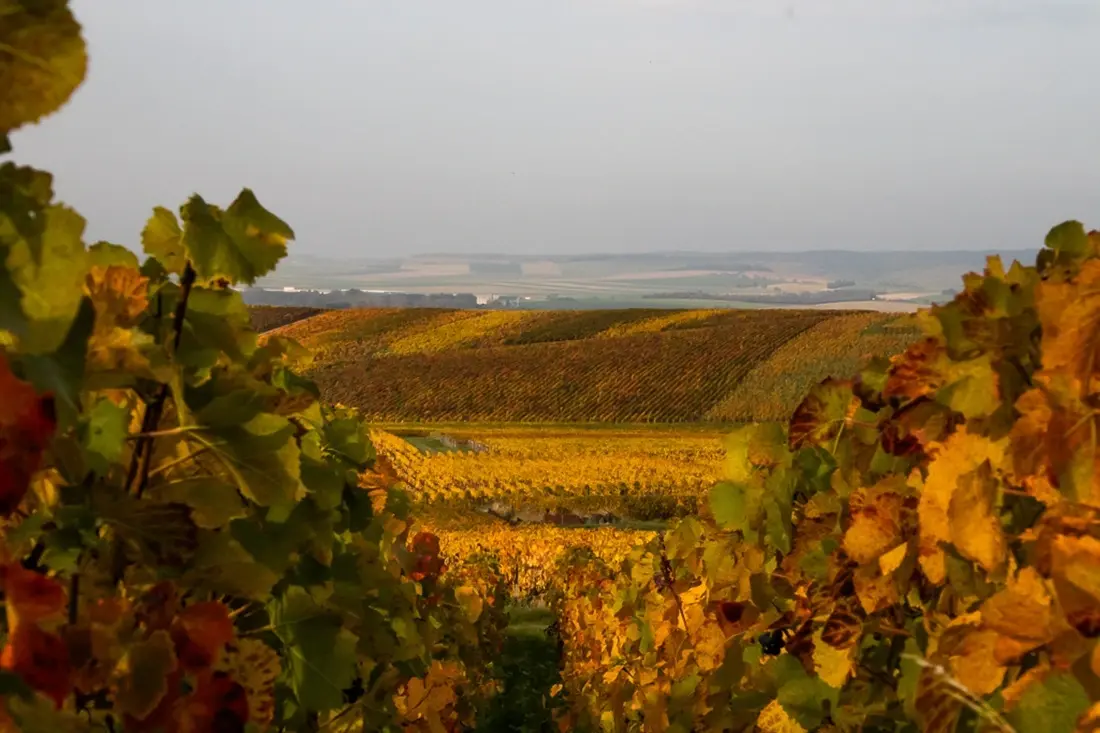 Province Champagne/Wikimedia Commons