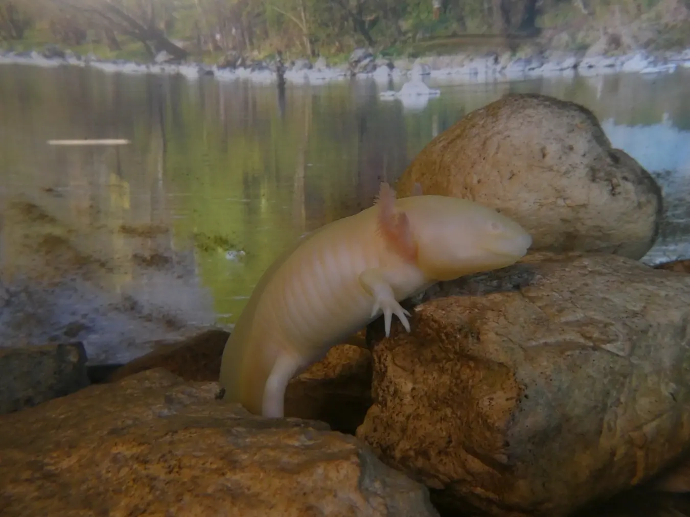 Olm/Wikimedia Commons