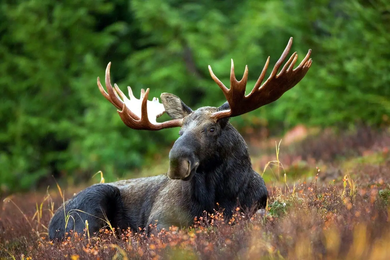 Moose/Shivam Kumar-Unsplash.com