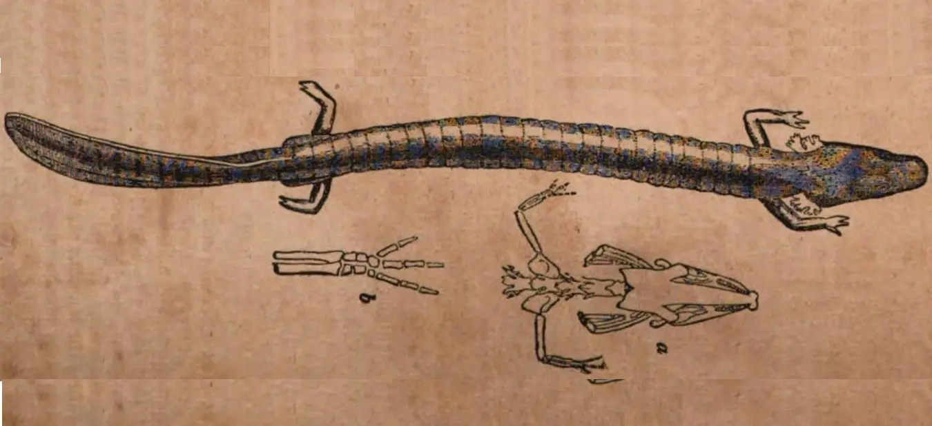 Olm/Wikimedia Commons